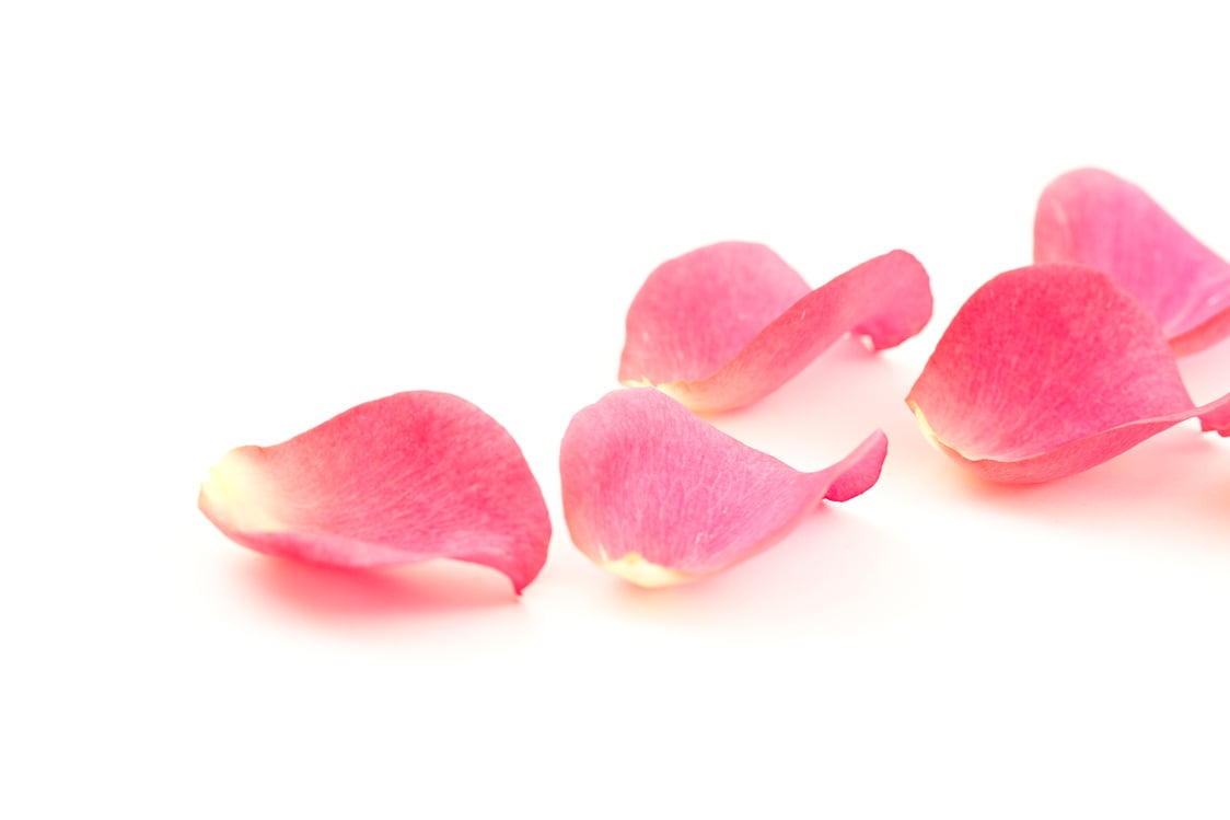 Pink rose petals